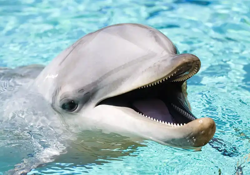 Алмазная живопись 5D сделай сам животное милый Дельфин набор для алмазной вышивки