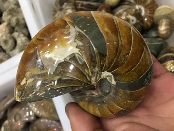 

Natural conch fossil specimens of Madagascar A2