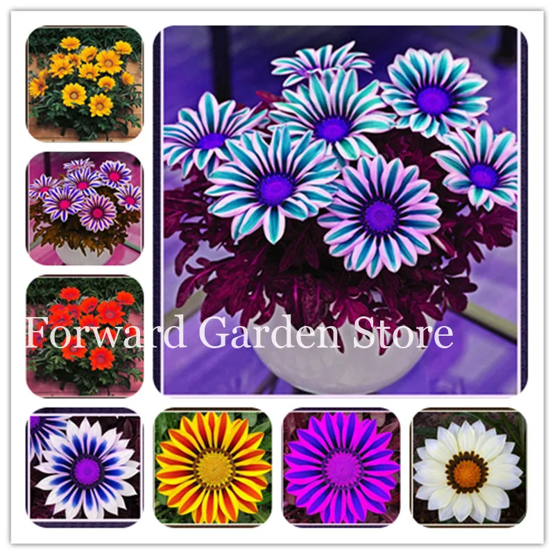 

100Pcs Gorgeous Gazania Rigens Bonsai, Rare Flower Plant Popular Africa Bonsai For Diy Home Garden Supplies Indoor Outdoor Plant