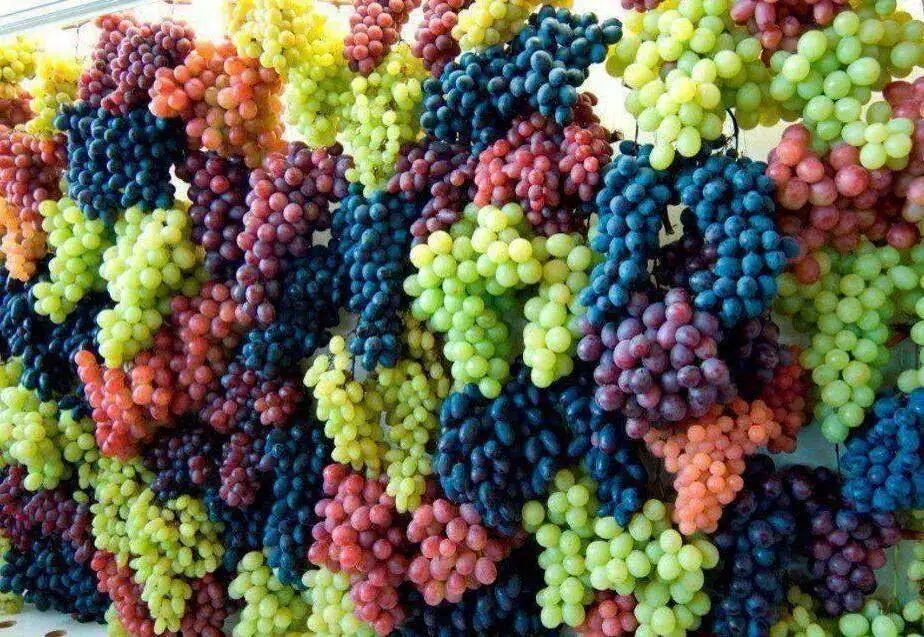 Image result for grapes tree in afghanistan