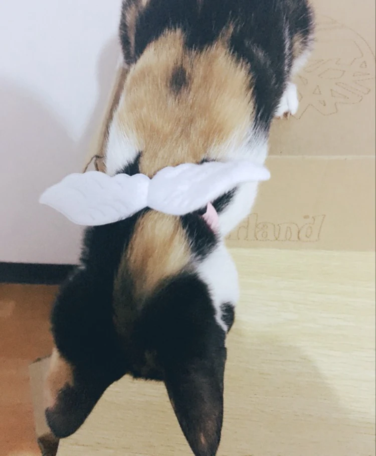 TB21SdNXYxmpuFjSZJiXXXauVXa_!!0-rate