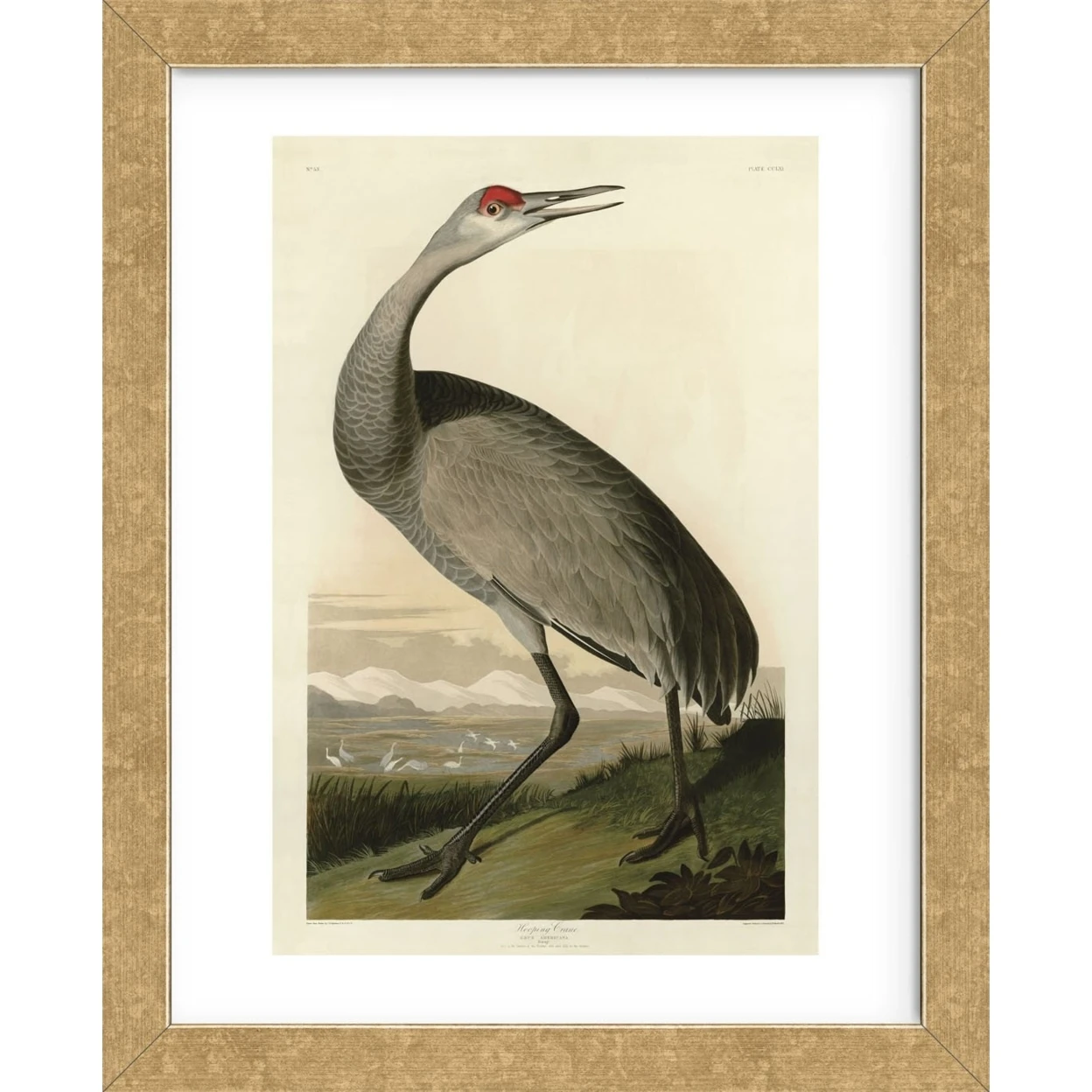 Hooping Crane (Framed) (2)