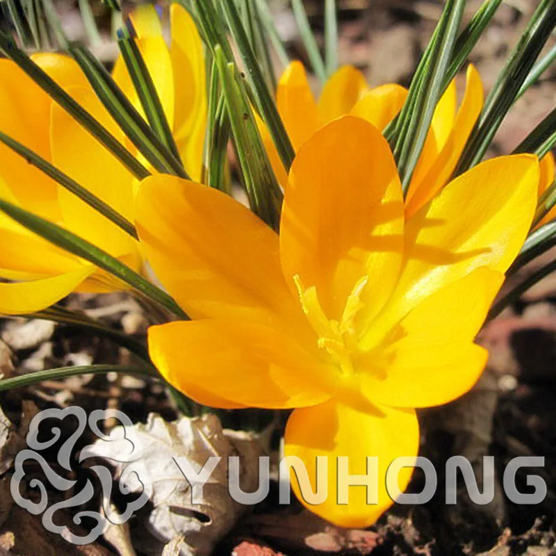 Yellow Saffron Saffron Bulb Iran Saffron Bulb Bonsai Flower plant, Bulb