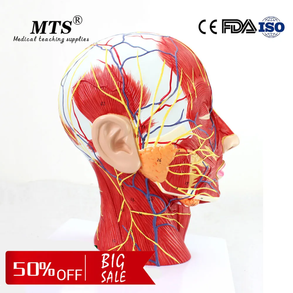 

Medical human head model with Attached Vascular nerve brain Neurology Department Model used medical school teaching