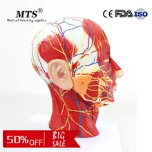 Medical human head model with Attached Vascular nerve brain Neurology Department Model used medical school teaching human anatomical head section brain spinal cord viscera medical organ model school hospital