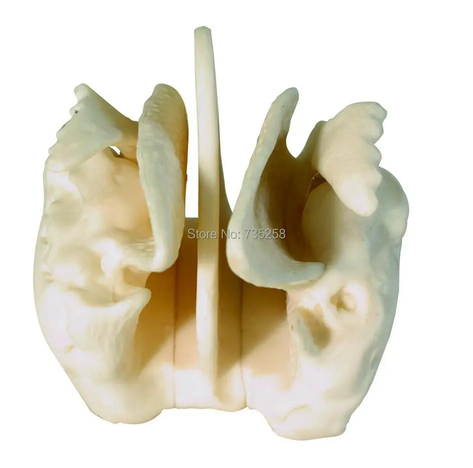 Amplified Ethmoid Bone,Four Times the Ethmoid Bone Model Amplification amplified alar bone sphenoid bone amplification model