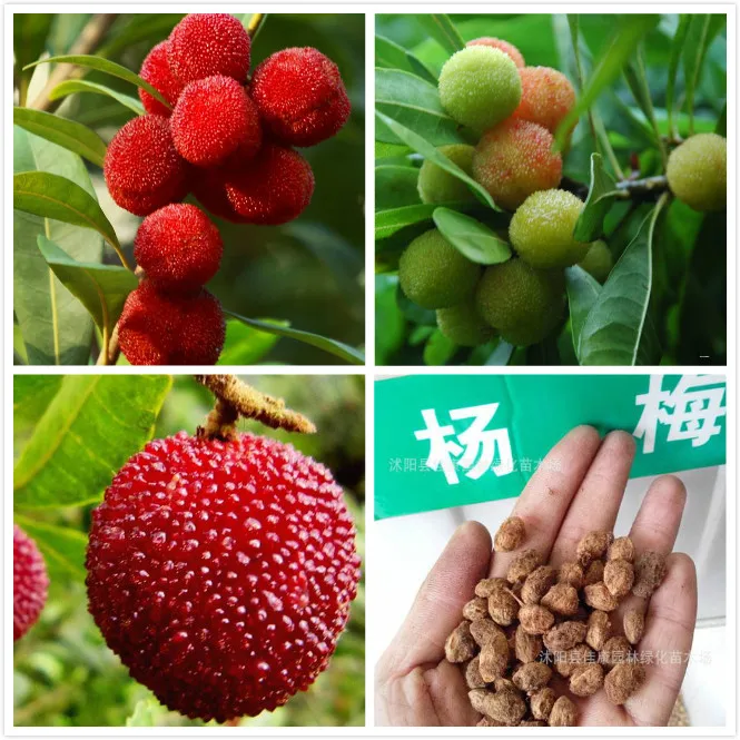 Sweet Myrica rubra seeds organic Rare exotic Tropical fruit tree seeds edible fruits, Chinese