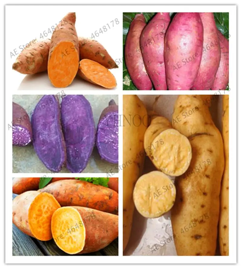 

Free Shipping 200pcs Vegetable Plantas Rare Big Sweet Potatoes Sweet Potato Easy to grow for Farm Garden