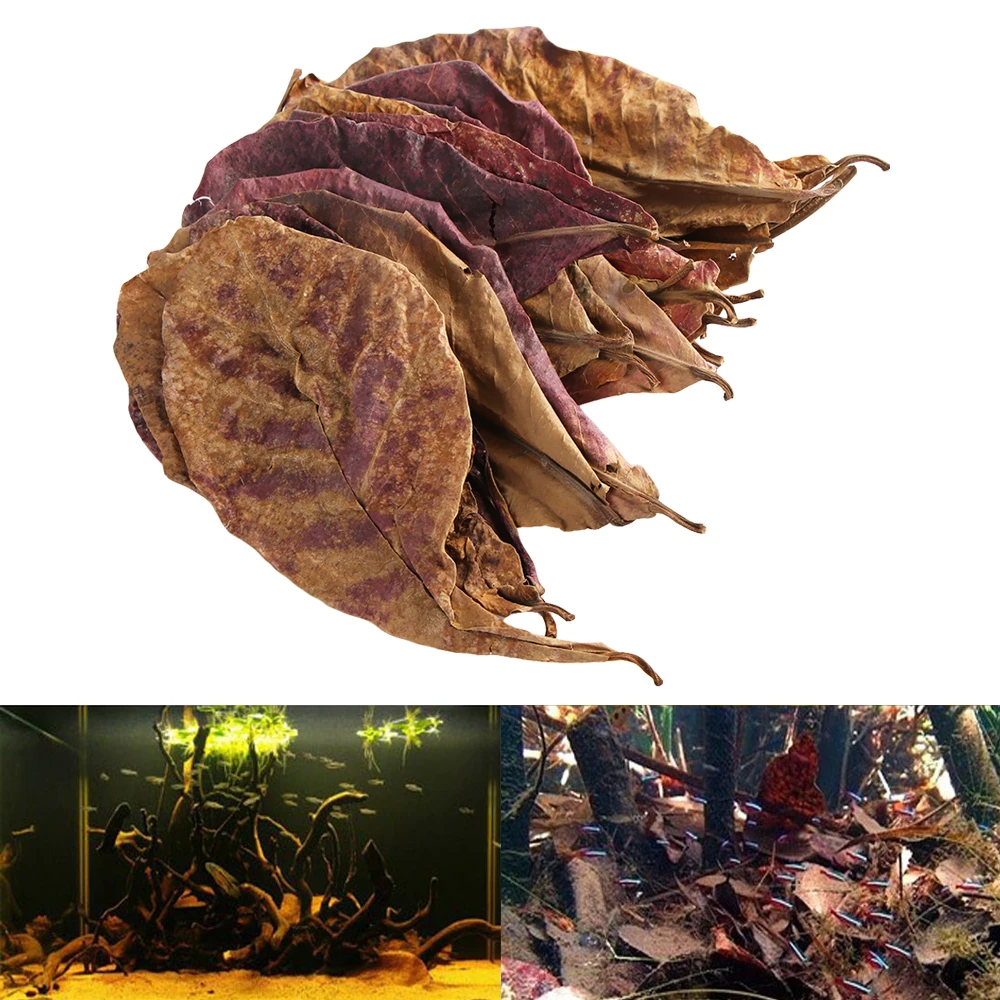 

50g/lot Natural Terminalia Catappa Foetida Leaves Island Almond Leaf Fish Cleaning/Treatment Aquarium Tank Decor Craft