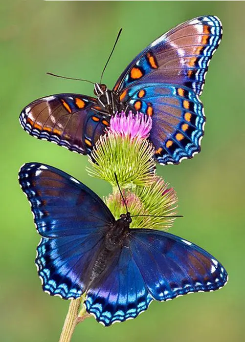 DPF-Diamond-embroidery-Two-butterflies-Diamond-Painting-Cross-Stitch-Needlework-home-decor-crafts-a-gift.jpg_640x640