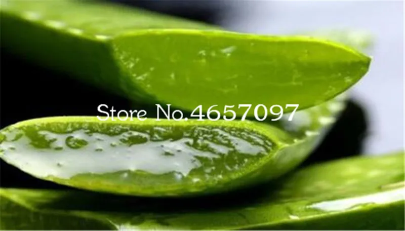 Sale 200 Pcs Green Aloe Vera Plants Edible Beauty Edible Cosmetic Vegetables And Fruit Bonsai Herb Tree Plants For Home & Garden