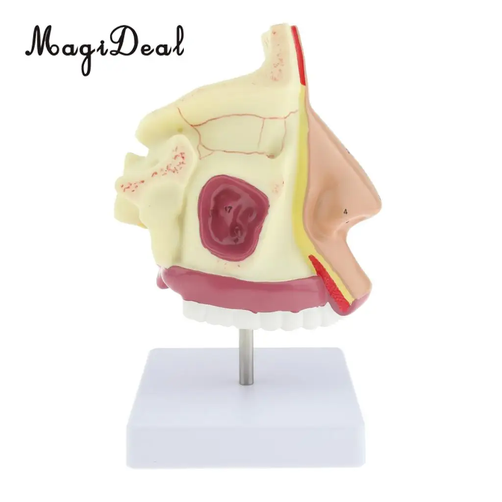 Medical Nasal Cavity Anatomical Model Human Mouth Nose Throat Anatomy Model with Stand Base
