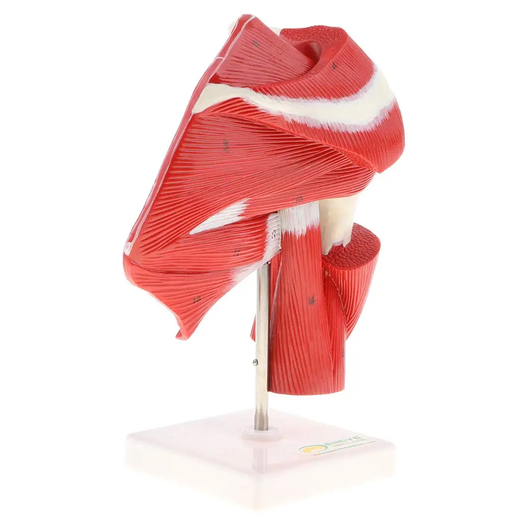  1: 1 Human Shoulder Articular Muscle Model Tendon Motion System Anatomical Model for School Teachin - 32973916945