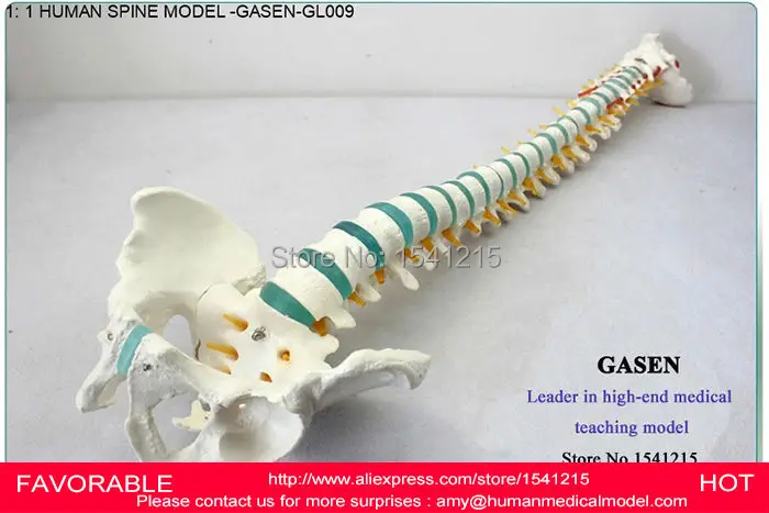 

HUMAN SPINE BONE SKELETON MODEL,MODEL FOR MEDICAL REHABILITATION TRAINING, SPINE MODEL, HUMAN SPINE MODEL -GASEN-GL009