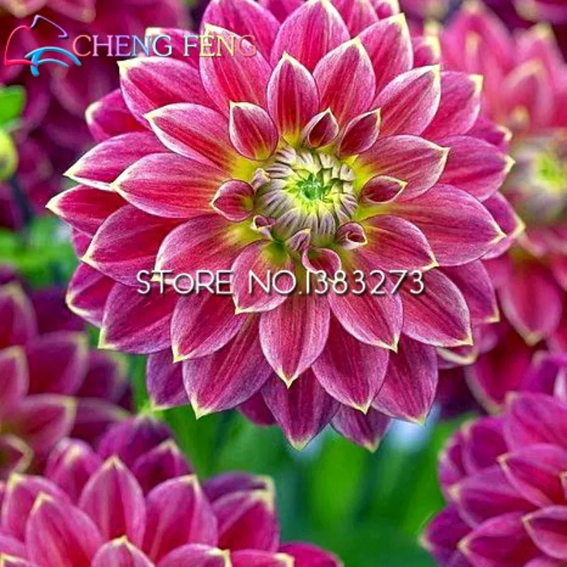100pcs Dinner Plate Rainbow Dahlia Seeds Mix Color Bonsai Flower Home