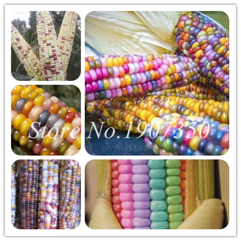 

50 pcs/bag Rainbow corn bonsai Organic vegetables colorful corn bonsai Edible plants potted plant for home garden decoration