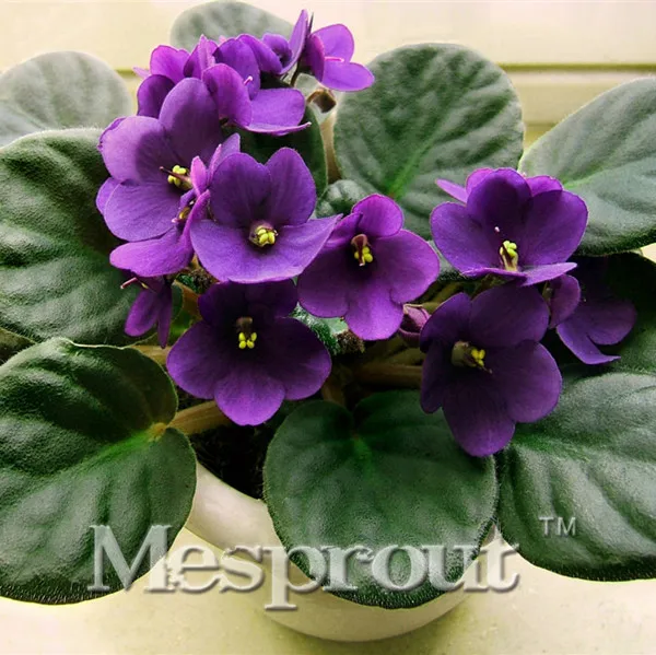 

100pcs/bag,African Violet Bonsai Saintpaulia Ionantha Wendl ,flower Bonsai Variety Complete, The Budding Rate 95% (Mixed Colors)