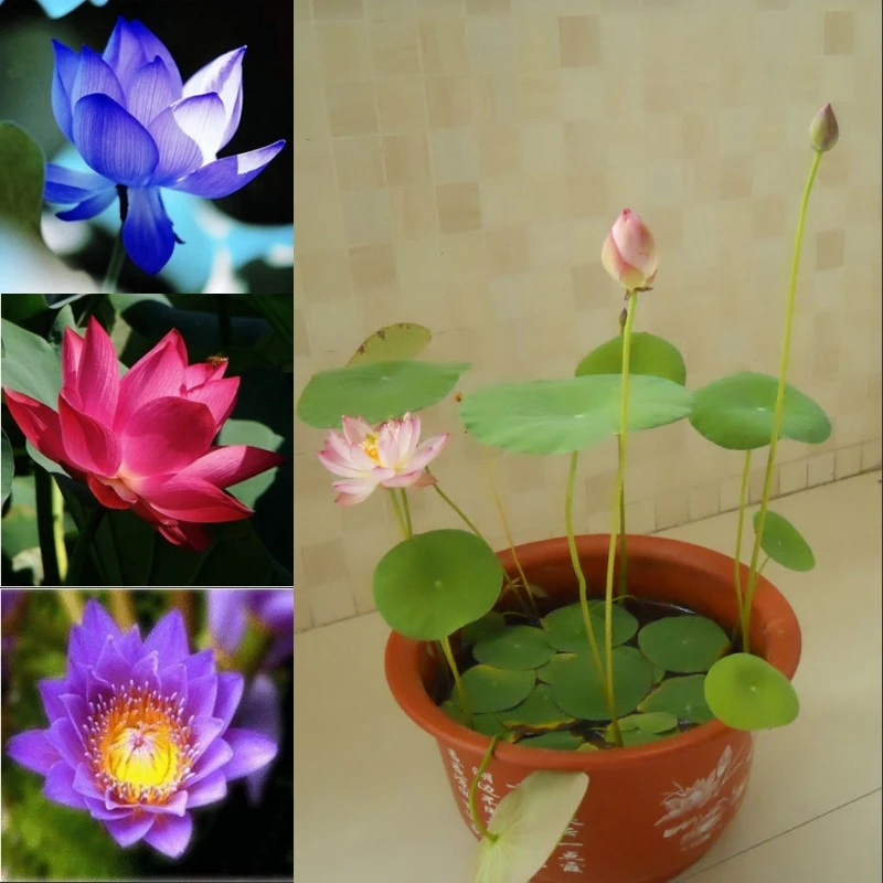 

Nelumbo nucifera mini lotus small water hydroponic bonsai plants - 10 pcs