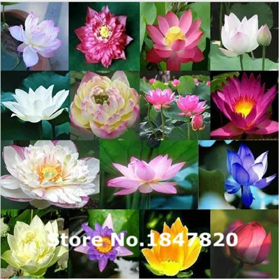 other plants seeds bulbs 5pcs aliexpress com buy ggg aaa 5pcs lotus seeds aquatic plants blossom water lily seed bonsai other plants seeds bulbs 5pcs aliexpress com buy ggg aaa 5pcs lotus seeds aquatic plants blossom water lily seed bonsai