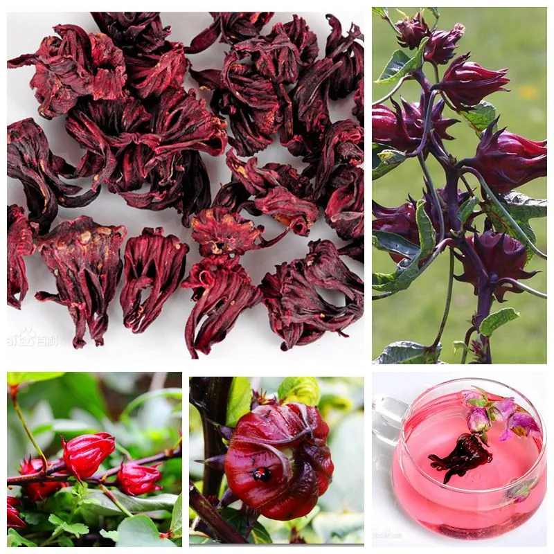 100 PCS / bag Roselle Ilibiscus Roselle Juice Tea Hibiscus Sabdariffa Maintain Beauty And Keep Young Bonsai Garden Flower Plant