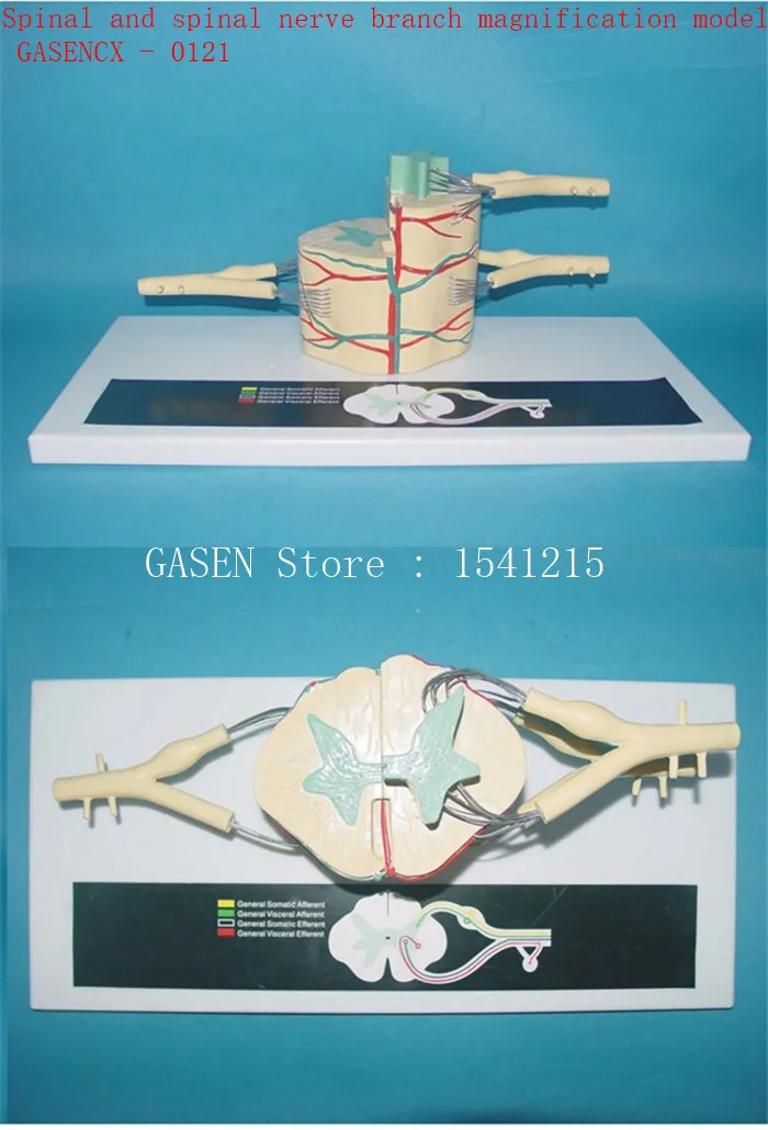Spinal Nerve Anatomy Model Of Spinal Cord Nerve Model Spinal And Spinal Nerve Branch Spinal Nerve Anatomy Model Of Spinal Cord Nerve Model Spinal And Spinal Nerve Branch