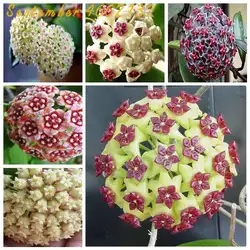 50 шт. редкий цвет Hoya бонсай, Hoya завод, мяч цветок орхидеи, комнатный бонсай цветок, натуральный горшок для роста дома сад посадки