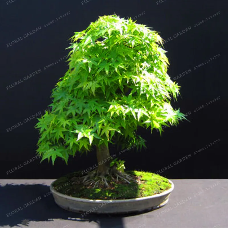 

100% True Japanese Mini Maple Bonsai Tree Cheap bonsai 20PCS / Pack, Very Beautiful Indoor Tree Garden Plants