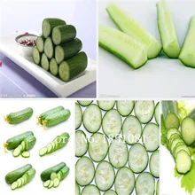 100 Mouth crisp cucumber seeds of new varieties of fruits and vegetables seeds, whole female seed salad, Free Shipping