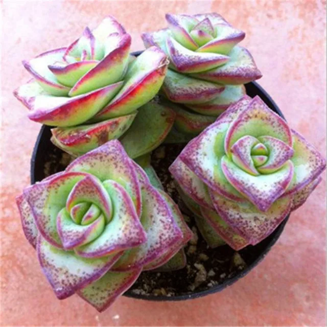 200 szt rzadkie żywe kamienie mix Lithops Bonsai kwitnący kwiat soczysty Cactus Organic Garden luzem Bonsai dla domu ogród tanie i dobre opinie Bardzo proste Wykluczone Strzelec Konserwy roślin Wieloletnich Courtyard Subtropikalnych Soczyste rośliny Rośliny ogrodowe 200 szt rzadkie żywe kamienie mix Lithops Bonsai kwitnący kwiat soczysty Cactus Organic Garden luzem Bonsai dla domu ogród tanie i dobre opinie Bardzo proste Wykluczone Strzelec Konserwy roślin Wieloletnich Courtyard Subtropikalnych Soczyste rośliny Rośliny ogrodowe