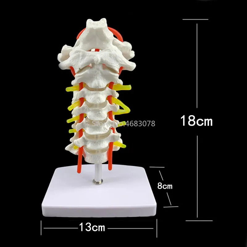 Manusia Model Anatomi Vertebra Serviks Model Serviks Tulang Belakang Leher Arteri Tulang Oksipital Disc Dan Saraf Model 18x13x8cm Sains Medis Aliexpress