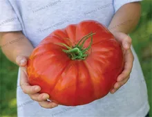 200Pcs Giant Tomato plants Organic Heirloom plants Vegetables Perennial Non-GMO Plant Pot For Home Garden Planting