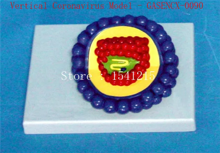 

Virus structure model Biological teaching model Medical teaching aids Vertical Coronavirus Model - GASENCX-0090