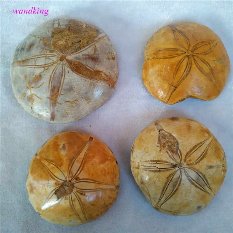 

Natural Starfish fossil crystal specimen