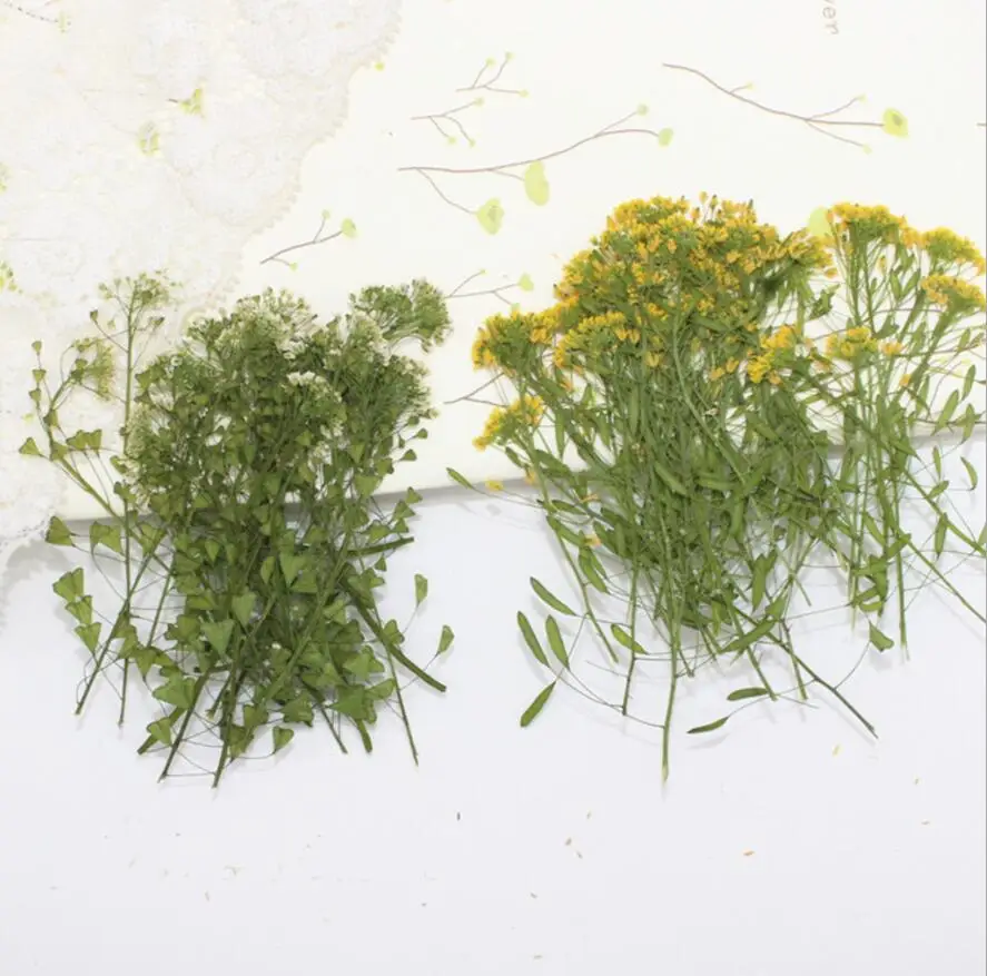 

120pcs Pressed Dried Buckwheat Flower Plants Herbarium For Jewelry Making Postcard Frame Phone Case Craft DIY