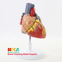 2X сердечная анатомическая модель сердечно-сосудистого медицинского обучающего оборудования манекен орган увеличенная модель 4 части