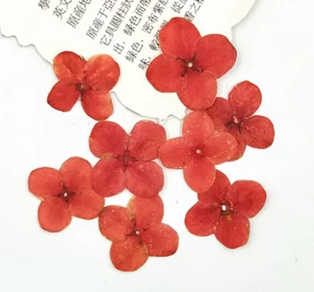 

1000pcs Pressed Dried Red Lxora Chinensis Lam Flower Plant Herbarium Jewelry Postcard Invitation Card Phone Case Bookmark DIY