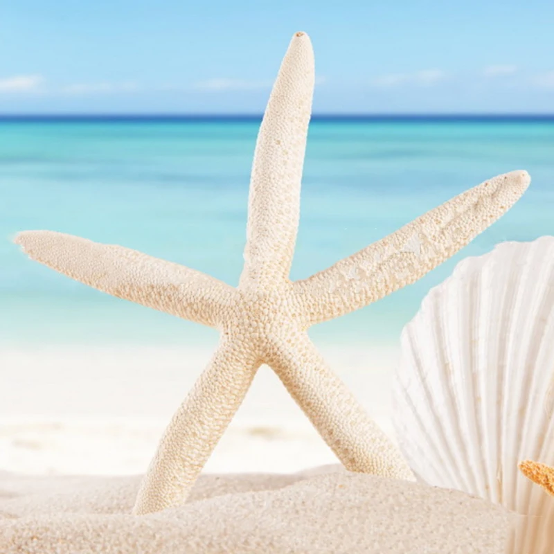 12pcs White Natural Finger Starfish Craft Decoration Natural Sea Star DIY for Beach Cottage Wedding Decor 7-11cm