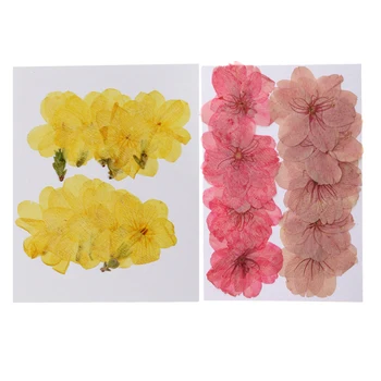 

20 Pieces Pressed Dried Sakura Cherry Blossom Winter Jasmine Flower Dried Real Flowers Embellishments Card Making Crafts