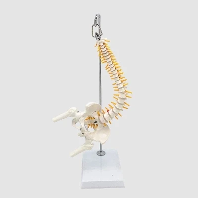

45cm Flexible 1:1 Adult Lumbar Bend Spine Model Humans Skeleton Model with Spinal Disc Pelvis Model Used for Massage