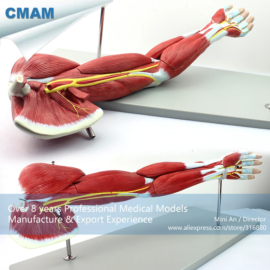 12025 CMAM-MUSCLE03 Human Muscles of Arm with Main Vessels and Nerves(Anatomical Model) 12025 CMAM-MUSCLE03 Human Muscles of Arm with Main Vessels and Nerves(Anatomical Model)