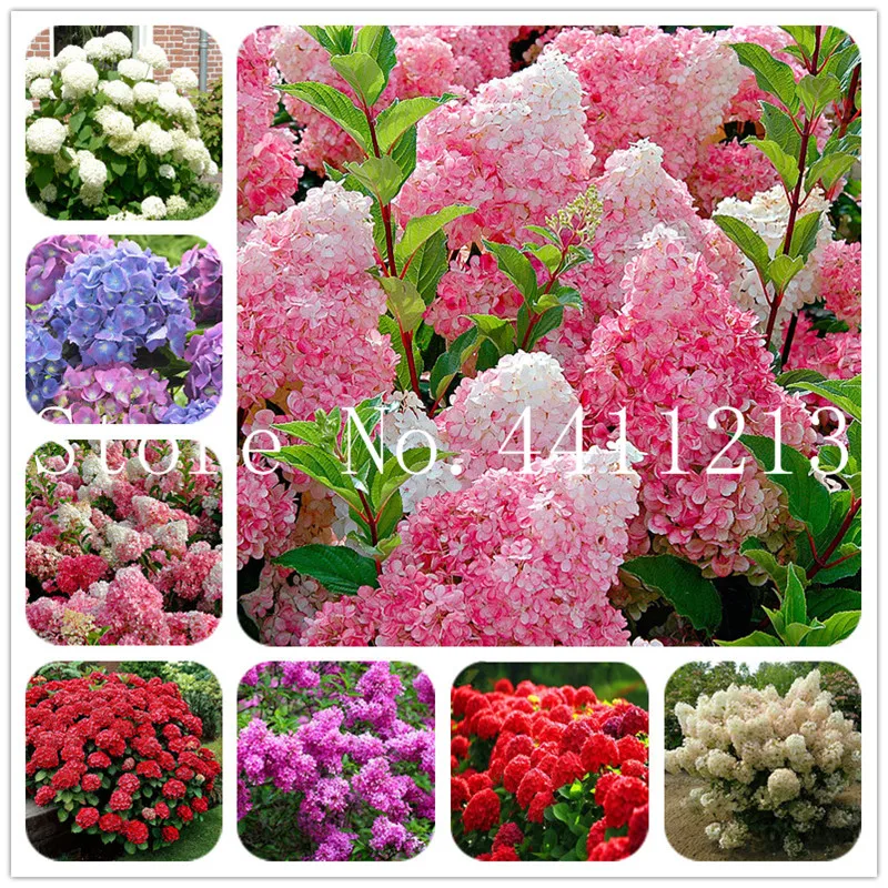 

Hot Sale! 50 pcs/bag hydrangea paniculata 'Vanilla Fraise' ,Hydrangea bonsai flower,11 colors to choose, plant for home garden