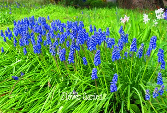 Aliexpress 100 Pcs Bag Genuine Blue Violet Purple Grape Blue Violet Purple Grape Hyacinth Flower Bonsai Garden Decoration Leader