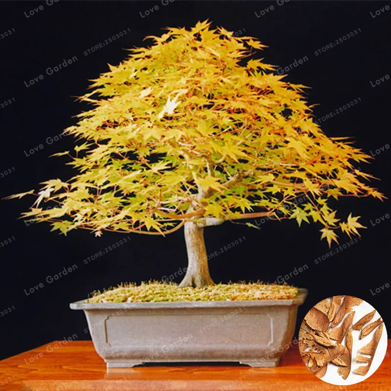 

20 Pcs Golden Maple Tree Bonsai(Acer Platanoides)Rare Norway Maple Bonsai Outdoor Plant Bonsai Tree Yellow In Autumn