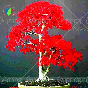 Hot Selling high quality  10pcs japanese Maple Tree Seeds Bonsai Plants DIY Home Garden japanese flower seed Free Shipping