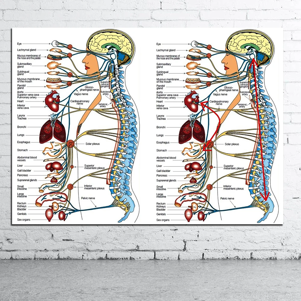 Scienze Umane Organi Del Corpo Umano Conoscenza Medica Della Tela Di Canapa Di Stampa Di Poster Personalizzato Decor Ospedale Poster Da Parete Immagini Di Istruzione Pittura E Calligrafia Aliexpress