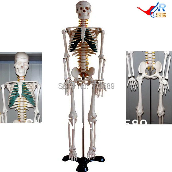 

ISO Articulated Skeleton with Simulated Spinal Nerves, 85-cm Skeleton