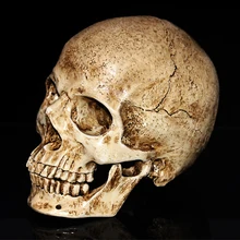 Animal Antique Skull Sculpture Resin Model Halloween Decoration Medical Painting Movie Props Home Decoration Crafts