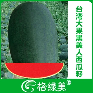 

Big black beauty watermelon bonsai pulp vegetables bonsais 10pcs