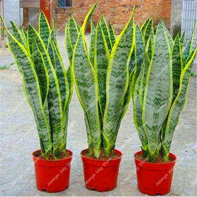 100 шт Змеиный завод Бонсай многолетний Sansevieria Trifasciata Прайн суккулентные Лиственные растения для украшения дома сада
