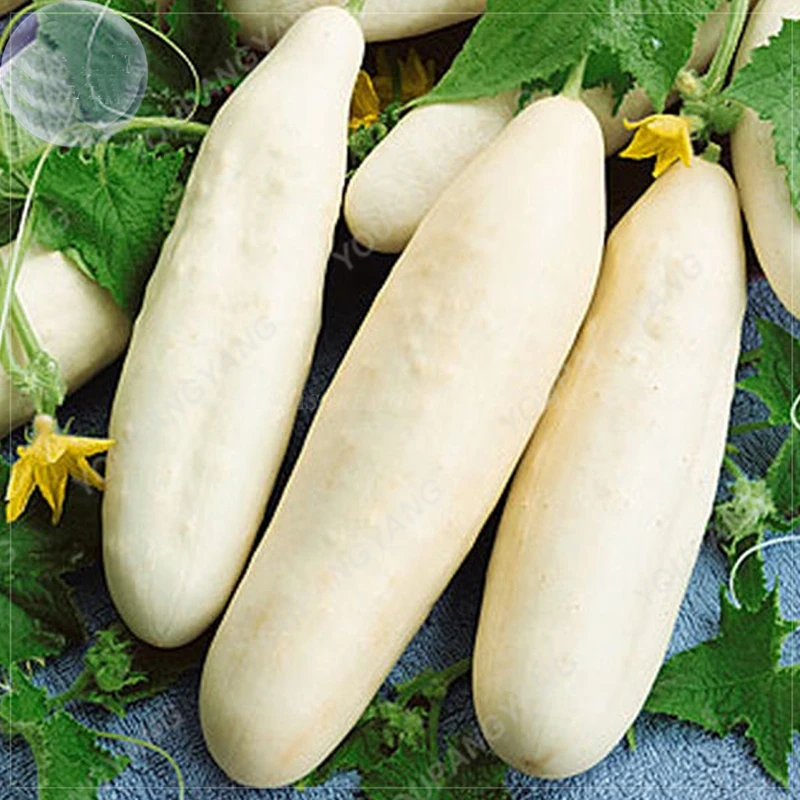 

50Pcs/pack White Cucumber Rare Delicious Healthy Green Fruit Cucumber Fresh Vegetable NO-GMO DIY Farm Home Garden